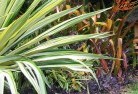 Banksia Peninsulabali-style-landscaping-7.jpg; ?>