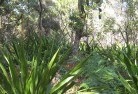 Banksia Peninsulalandscape-consultants-22.jpg; ?>