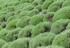 Banksia Peninsulaplants-13.jpg; ?>