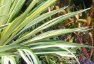 Banksia Peninsulaplants-16.jpg; ?>