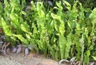 Banksia Peninsulaplants-34.jpg; ?>