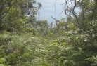 Banksia Peninsulaplants-35.jpg; ?>