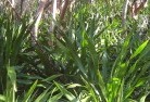 Banksia Peninsulaplants-40.jpg; ?>