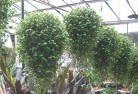 Banksia Peninsulaplants-62.jpg; ?>