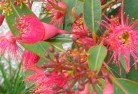 Banksia Peninsulaplants-81.jpg; ?>