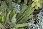 Banksia Peninsulaplants-83.jpg; ?>