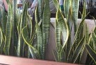 Banksia Peninsulaplants-8.jpg; ?>
